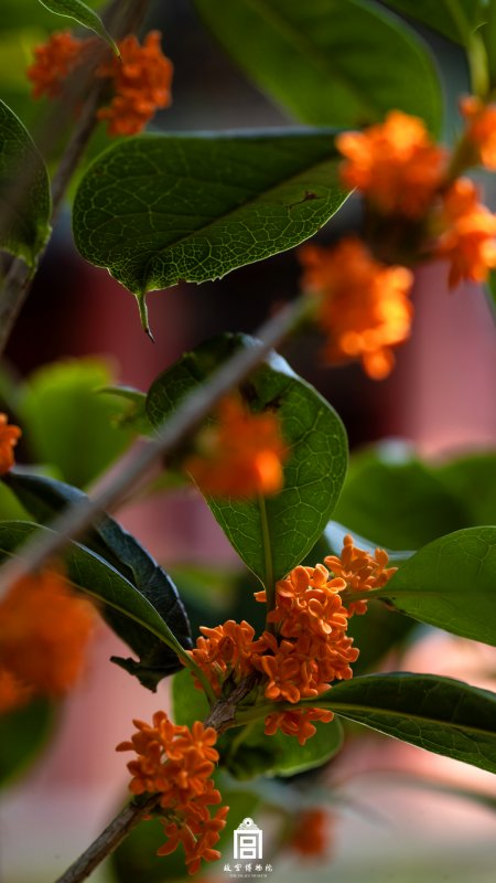 橙色桂花簇拥绿叶鲜亮花卉植物手机壁纸