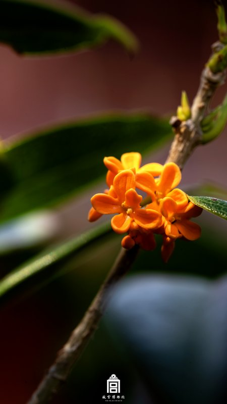 橙色桂花簇拥枝头绿叶映衬暖橙花卉植物手机壁纸