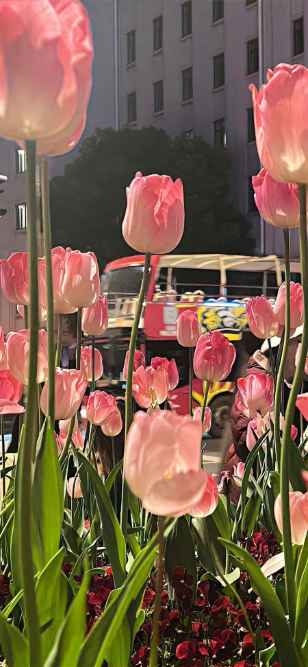 粉红郁金香花海城市街景背景暖粉花卉植物手机壁纸
