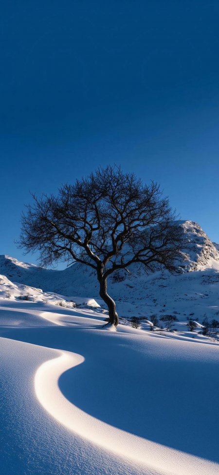 孤树傲立雪原蜿蜒曲线蓝白自然风景手机壁纸
