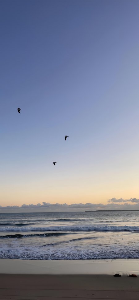 海鸥翱翔黄昏海岸蓝紫渐变风景手机壁纸