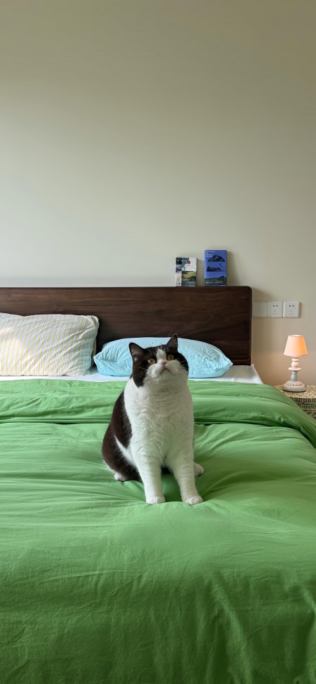 黑白英短可爱猫咪坐床凝望绿被暖光萌宠手机壁纸