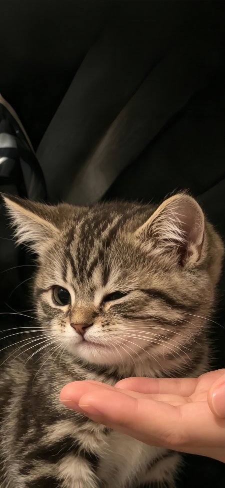 虎斑小猫眯眼蹭手暖棕可爱萌宠手机壁纸