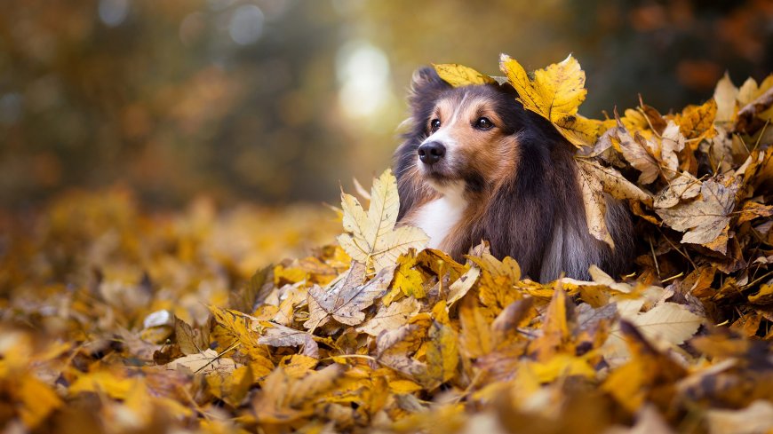 喜乐蒂牧羊犬秋叶中静卧金黄狗狗萌宠电脑壁纸