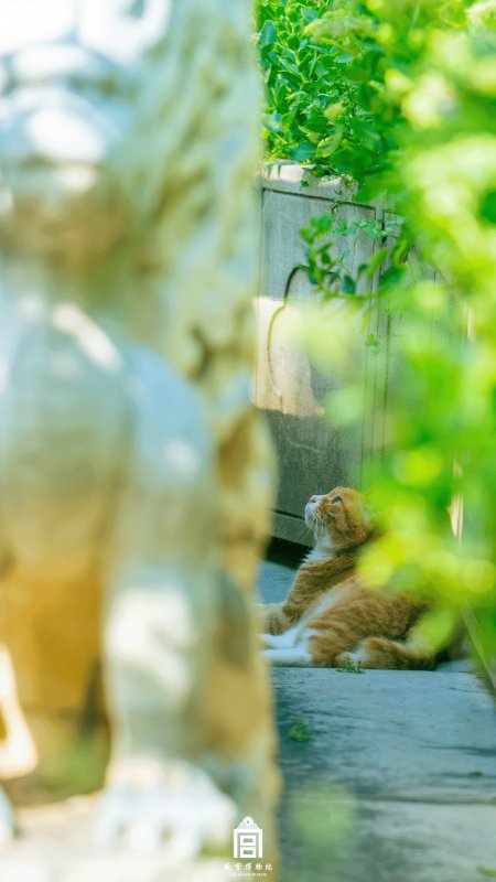 橘猫仰望绿荫小径暖绿可爱猫猫萌宠手机壁纸