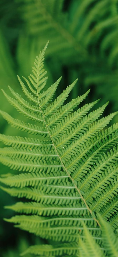 蕨类植物叶片特写翠绿清新植物手机壁纸