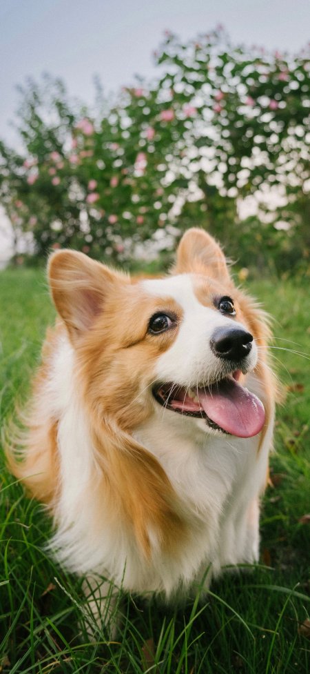 柯基犬草地吐舌微笑暖绿可爱狗狗萌宠手机壁纸