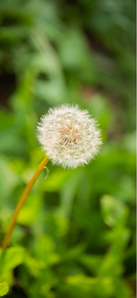 蒲公英种子球蓬松洁白绿意盎然花卉植物手机壁纸
