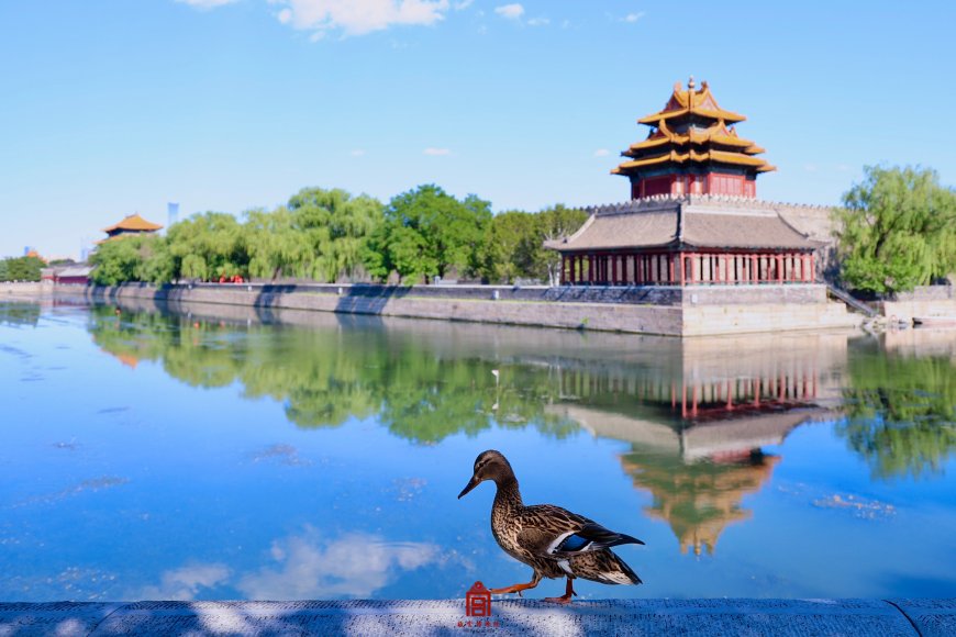 北京故宫角楼倒影湖面绿树环绕蓝白古风建筑电脑壁纸
