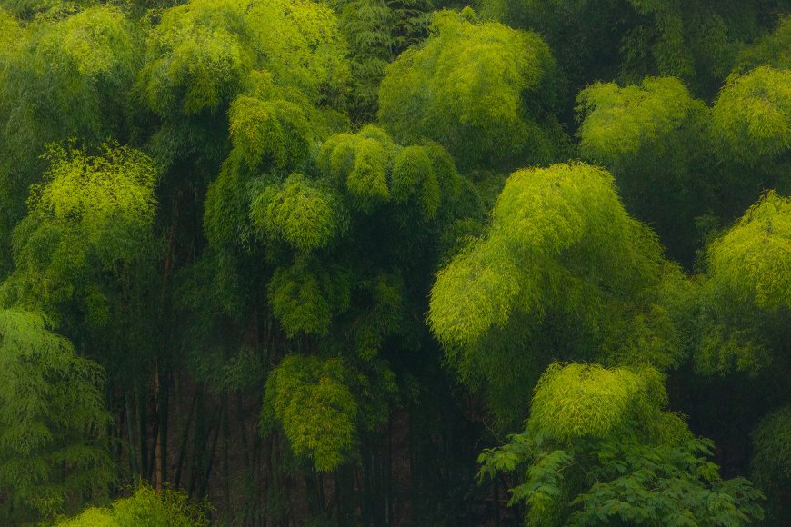 翠绿竹林层叠茂密青黄交织自然风景电脑壁纸