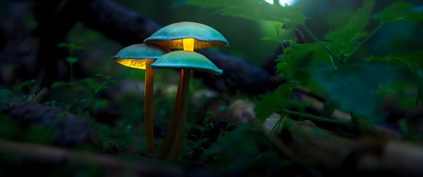 发光蘑菇林间静立蓝绿幽光植物电脑壁纸