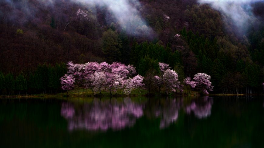 湖畔樱花盛放倒影如画紫绿交融风景电脑壁纸