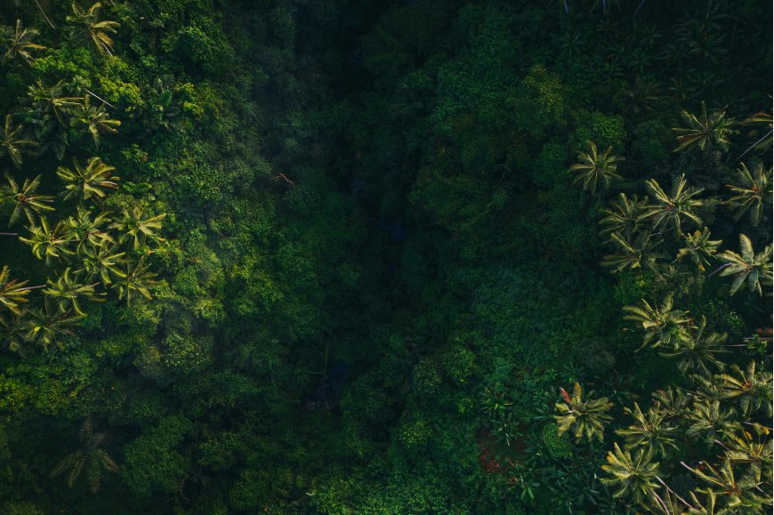 热带雨林俯瞰绿意盎然深绿自然风景电脑壁纸