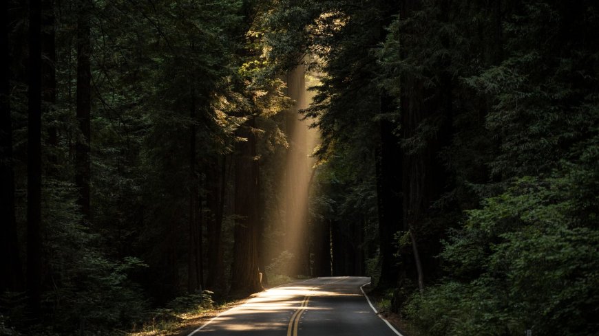 森林公路阳光穿透树影幽深绿意自然风景电脑壁纸