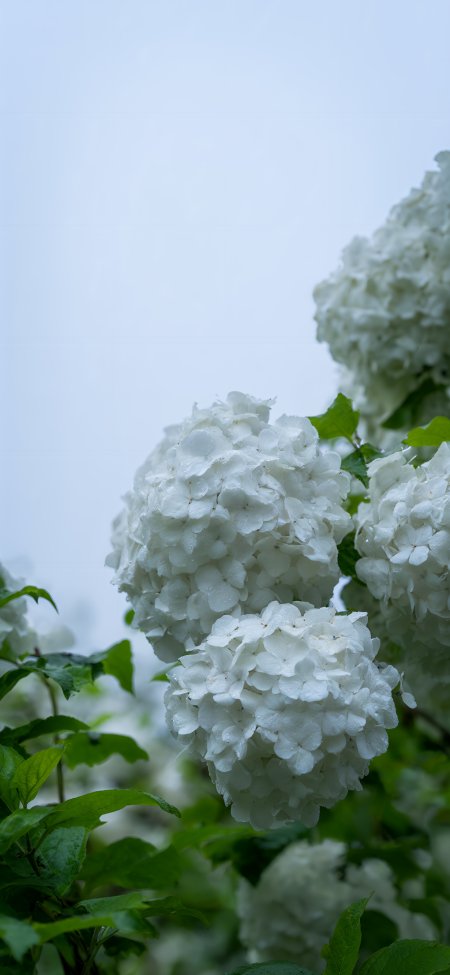白色绣球花雨后晶莹水珠青绿叶片清新花卉植物手机壁纸