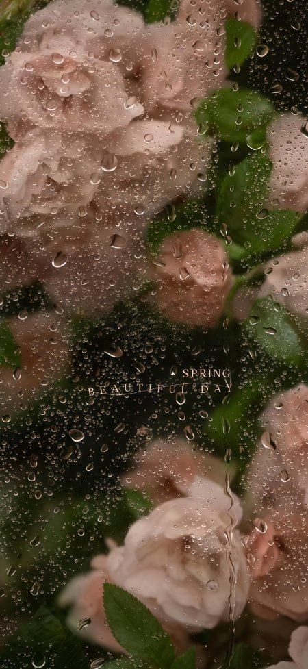粉白玫瑰雨滴朦胧绿叶春日唯美花卉植物手机壁纸