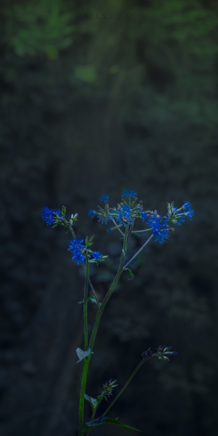 蓝色小花茎叶纤细幽暗背景花卉植物手机壁纸
