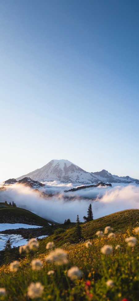 雷尼尔山雪峰云海花甸晨光蓝白风景手机壁纸