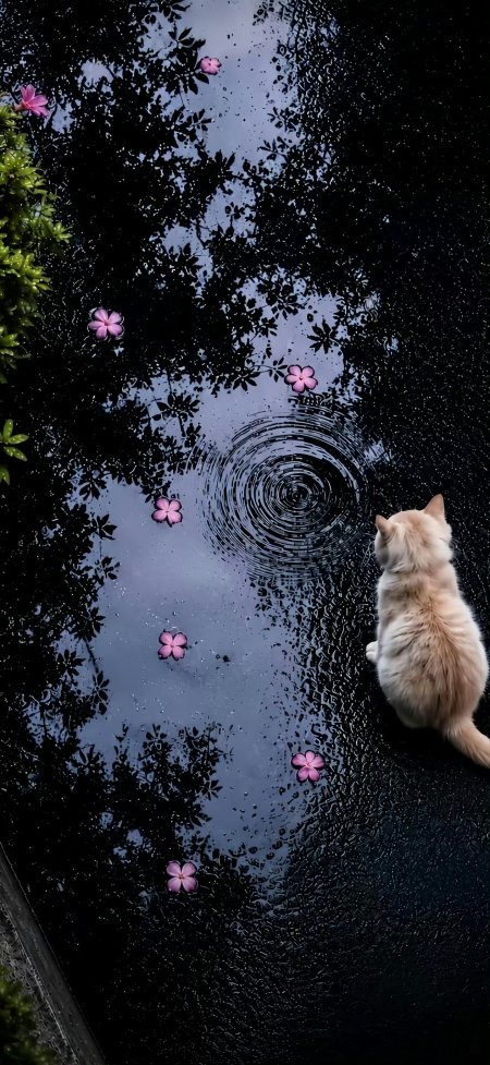 猫猫凝望水洼落花涟漪雨天可爱动物手机壁纸