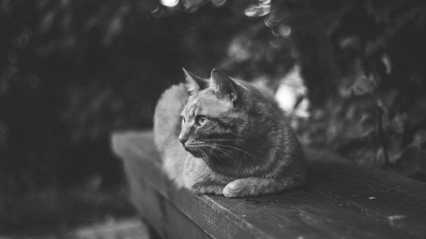 可爱猫猫木凳静坐黑白高清萌宠电脑壁纸