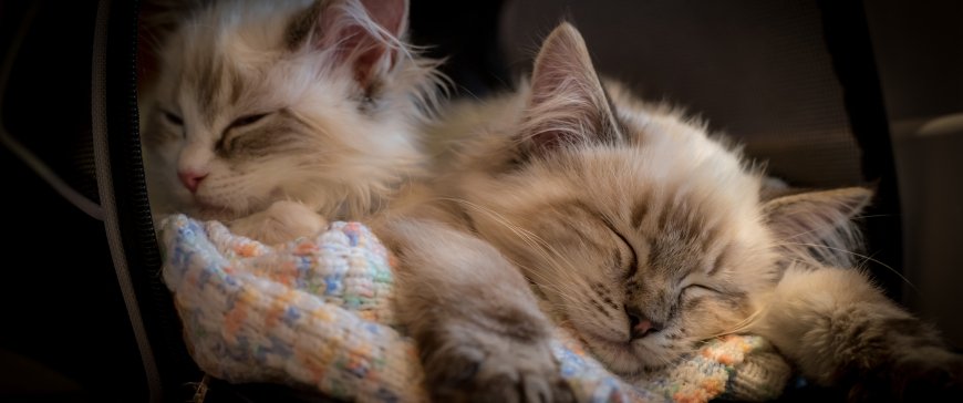 两只长毛猫咪依偎熟睡彩线针织毯暖棕萌宠电脑壁纸