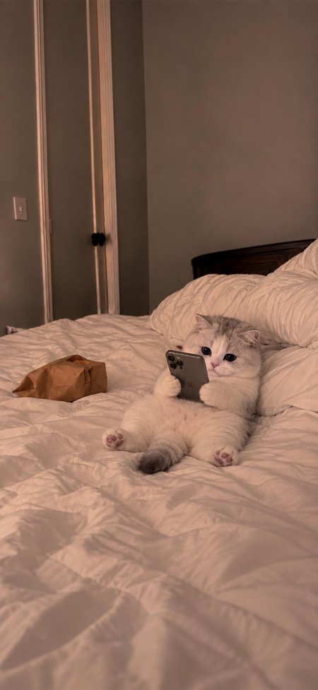 银渐层猫猫可爱躺床握手机粉棕萌宠手机壁纸