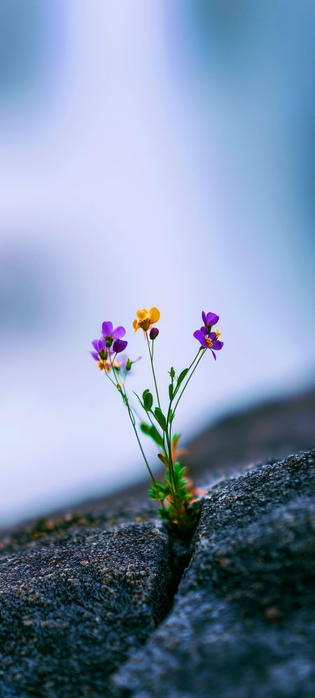 石缝中绽放紫黄小花蓝白清新花卉植物手机壁纸