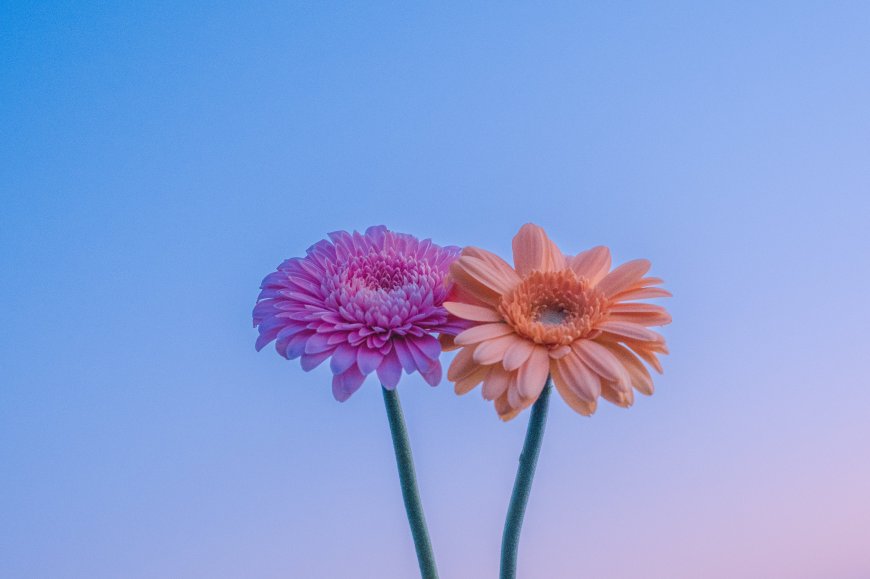 非洲菊粉橙双花渐变蓝紫花卉植物电脑壁纸