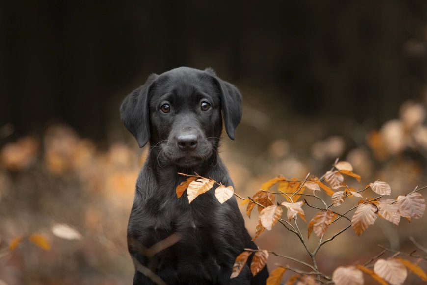 黑拉布拉多幼犬秋叶环绕暖棕可爱狗狗萌宠电脑壁纸