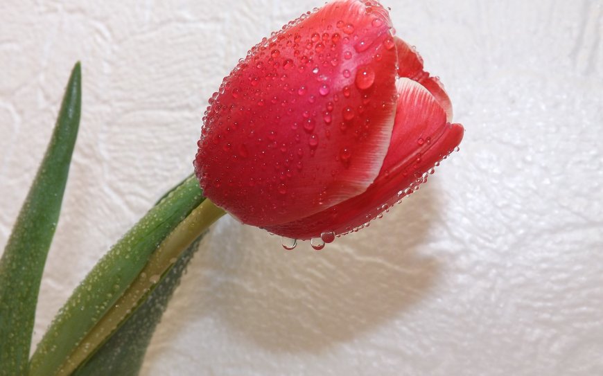 红郁金香花瓣水珠晶莹鲜红花卉植物电脑壁纸