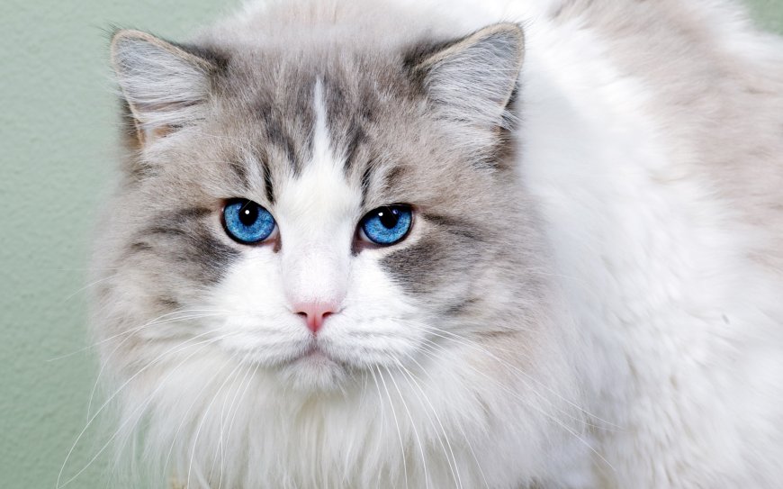 蓝眼布偶猫蓬松毛发白灰相间动物萌宠电脑壁纸