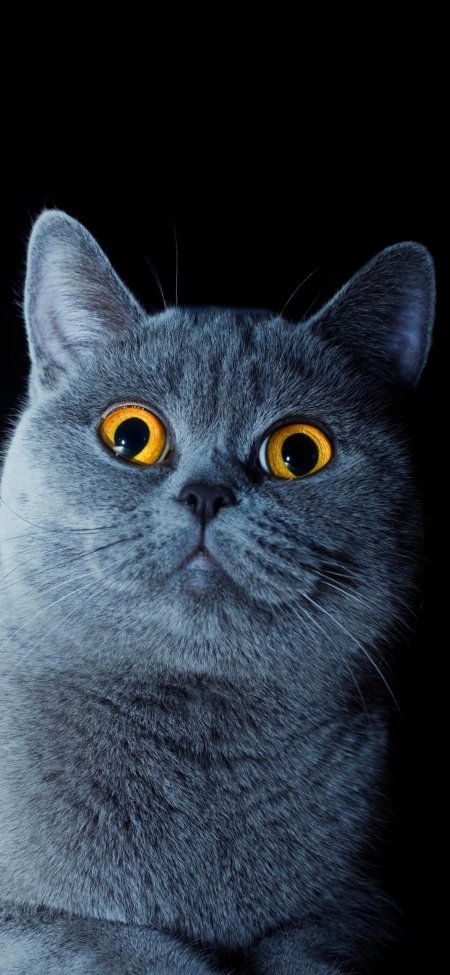蓝猫猫金瞳凝视深灰萌宠动物手机壁纸
