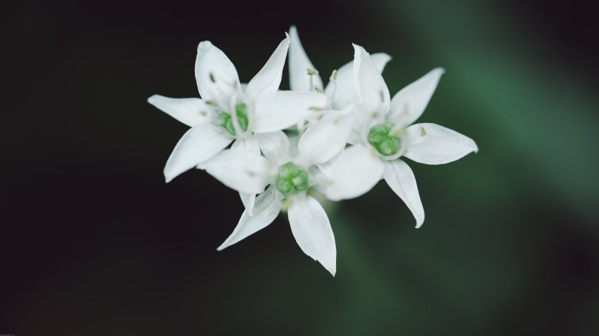 白色野韭花朵绽放绿蕊清新花卉植物电脑壁纸