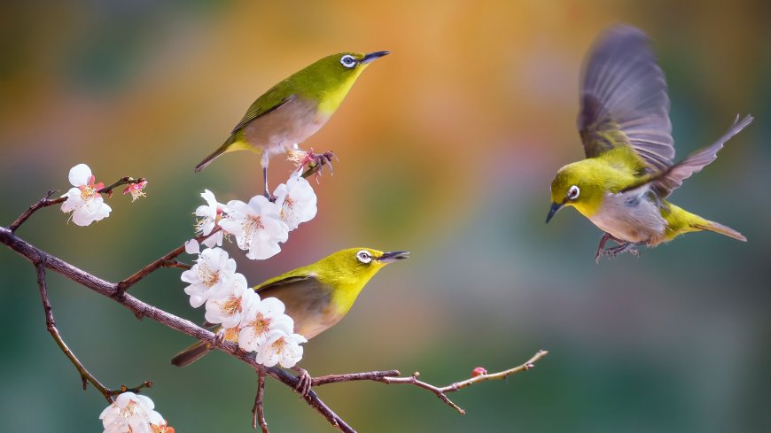 绿绣眼鸟栖息梅花枝头展翅飞翔野生动物电脑壁纸