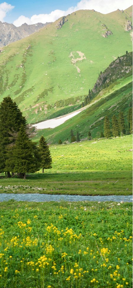 翠绿山谷溪流蜿蜒黄花点缀青松挺立蓝白自然风景手机壁纸