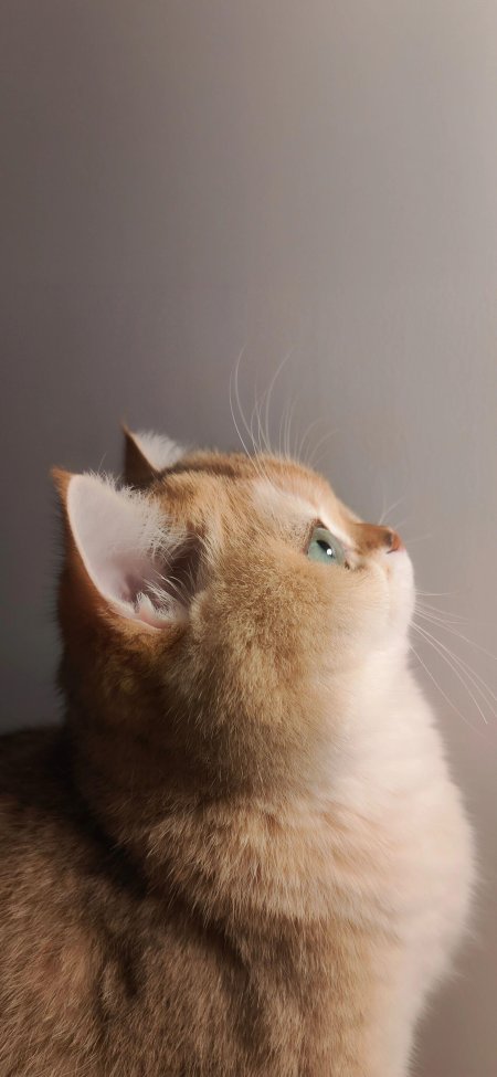 可爱橘白相间猫猫仰望侧颜柔光暖调萌宠手机壁纸