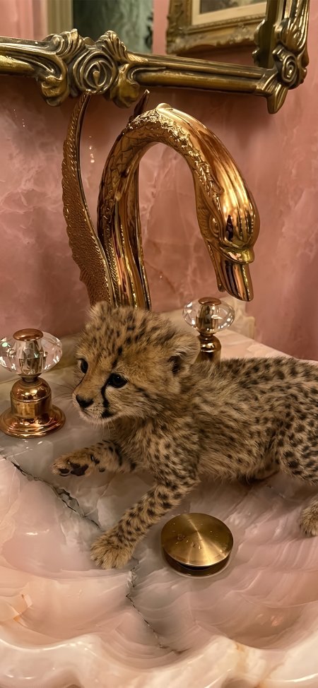 猎豹幼崽趴在粉白玛瑙洗手台旁金色天鹅水龙头装饰奢华风动物萌宠手机壁纸