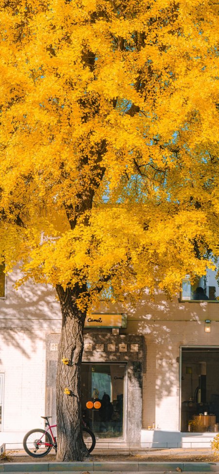 秋天金黄银杏树满枝秋色暖金自然风景手机壁纸