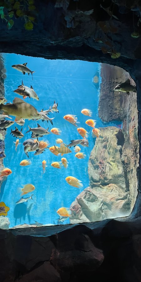 水族馆海底隧道群鱼游弋蓝白自然风景手机壁纸