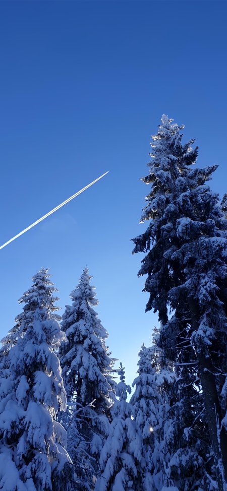 雪松覆雪晴空飞机尾迹蓝白风景手机壁纸