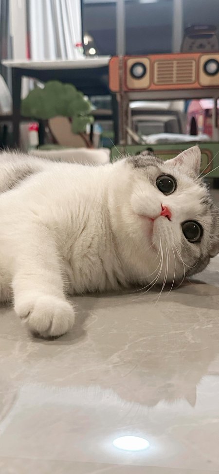 银灰白相间大眼猫猫仰卧凝视暖灰萌宠手机壁纸