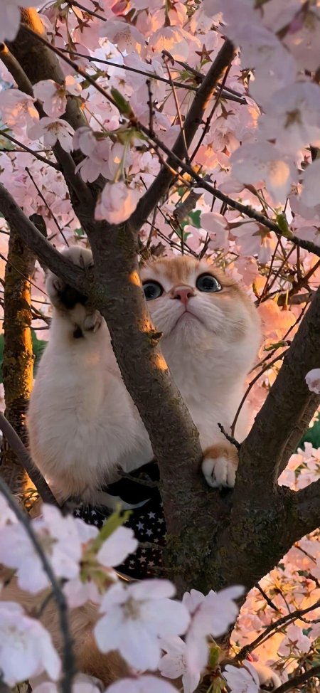 樱花树中可爱猫猫攀枝仰望粉白萌宠手机壁纸