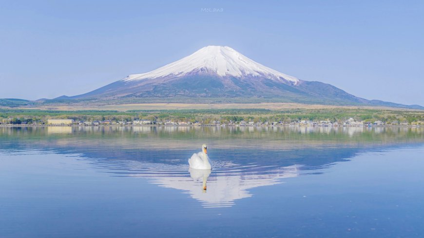 富士山雪顶倒影湖面白鹅悠游蓝白风景电脑壁纸