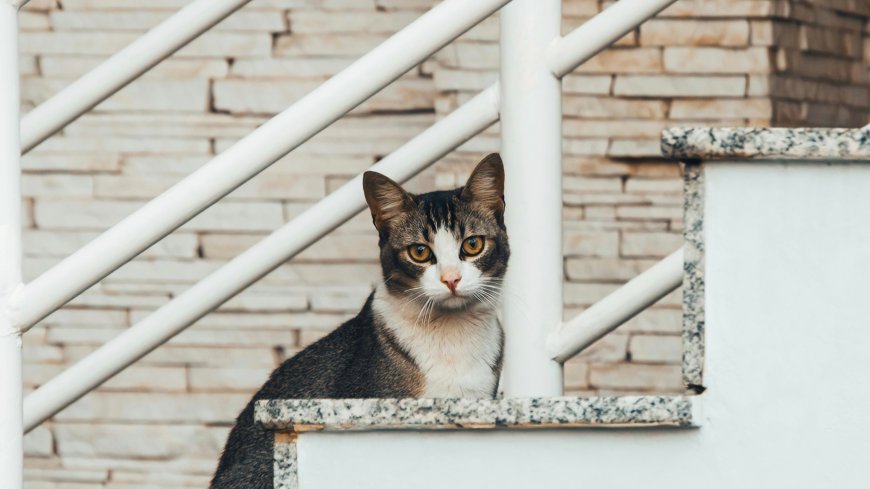 灰白相间猫猫栏杆旁凝视暖调可爱萌宠电脑壁纸