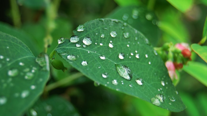 绿叶水珠晶莹剔透清新护眼绿色花卉植物电脑壁纸
