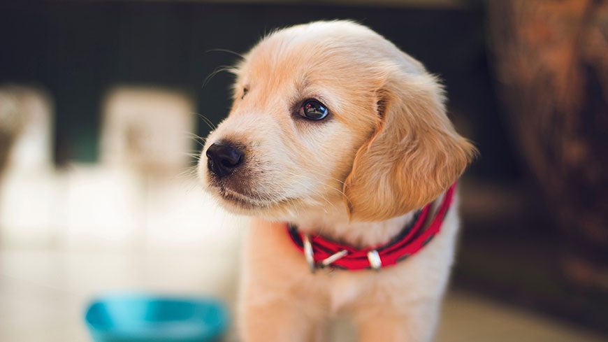 可爱狗狗宠物金毛犬4K高清壁纸