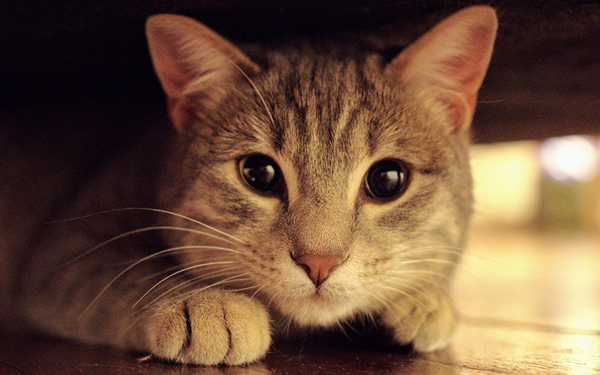 趴在桌上的懒羊羊大耳朵橘猫宠物4K高清壁纸